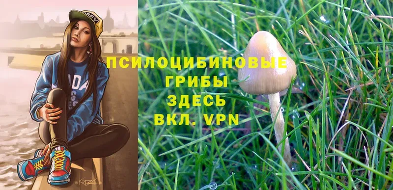 МЕГА онион  Наволоки  Галлюциногенные грибы Psilocybe 